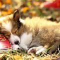 Puppy And Sneaker