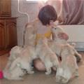 Puppy Army