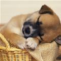 Puppy Basket