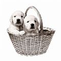 Puppy Basket