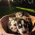 Puppy Basket