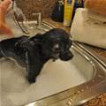 Puppy Bath