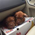 Puppy Box