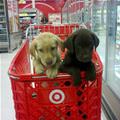 Puppy Cart