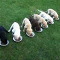 Puppy Chow Time