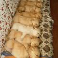 Puppy Couch