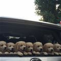 Puppy Delivery