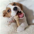 Puppy Eating A Bone