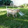 Puppy Fetching Some Water