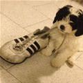 Puppy Found Your Shoe