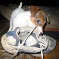 Puppy Found Your Shoe