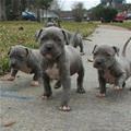 Puppy Gang