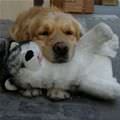 Puppy Has His Friend