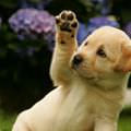 Puppy High 5