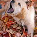 Puppy In The Fall