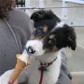 Puppy Loves Ice Cream