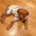 Puppy Pajamas