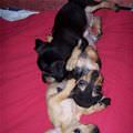 Puppy Pile