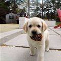 Puppy Playing Fetch