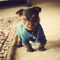 Puppy Polo Shirt