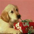 Puppy Present