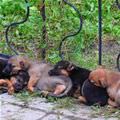 Puppy Sleeping Chain