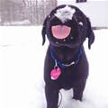 Puppy Snow