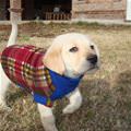 Puppy Sweater