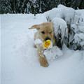 Puppy Through The Snow