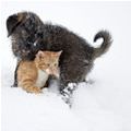 Puppy Vs Kitten Snow