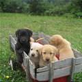 Puppy Wagon