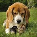 Puppy With Chicks