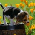 Puppy With Flowers