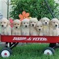 Radio Flyer Pups