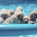 Raft Of Puppies