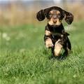 Running Puppy Here