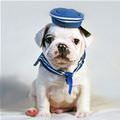 Sailor Puppy