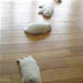 Scattered Puppies