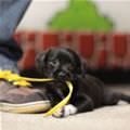 Shoe Lace Puppy