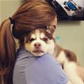 Shoulder Husky