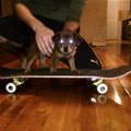 Skatboard Puppy