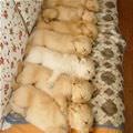 Sleeping In A Row