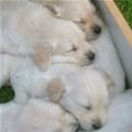 Sleeping Puppies