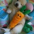 Sleeping With My Carrot