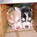 Sleepy Puppies