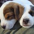 Sleepy Puppies