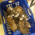 Small Basket Of Puppies