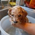 Small Puppy Bath