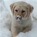 Snow Puppy