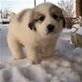 Snow Puppy